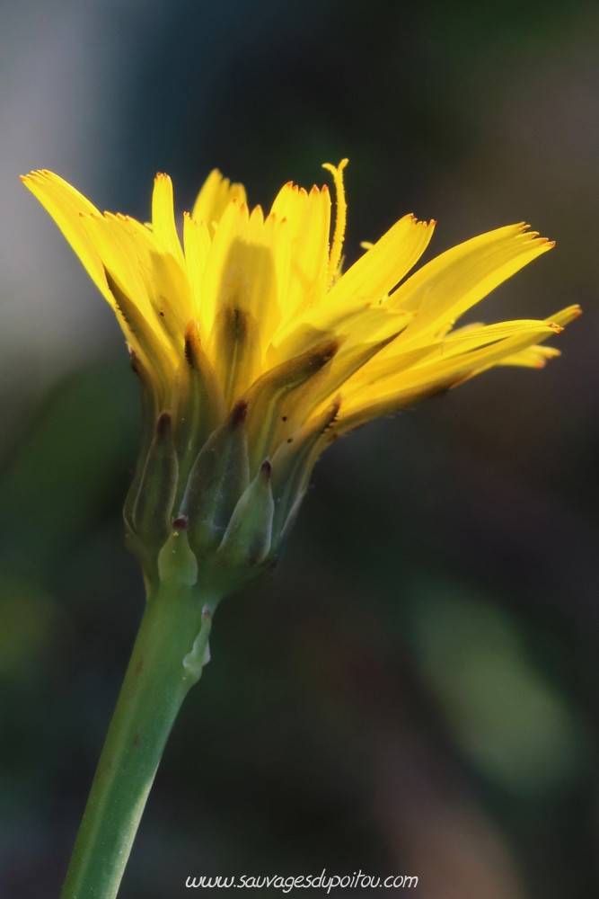 Hypochaeris radicata, Porcelle enracinée, Poitiers quartier Chilvert