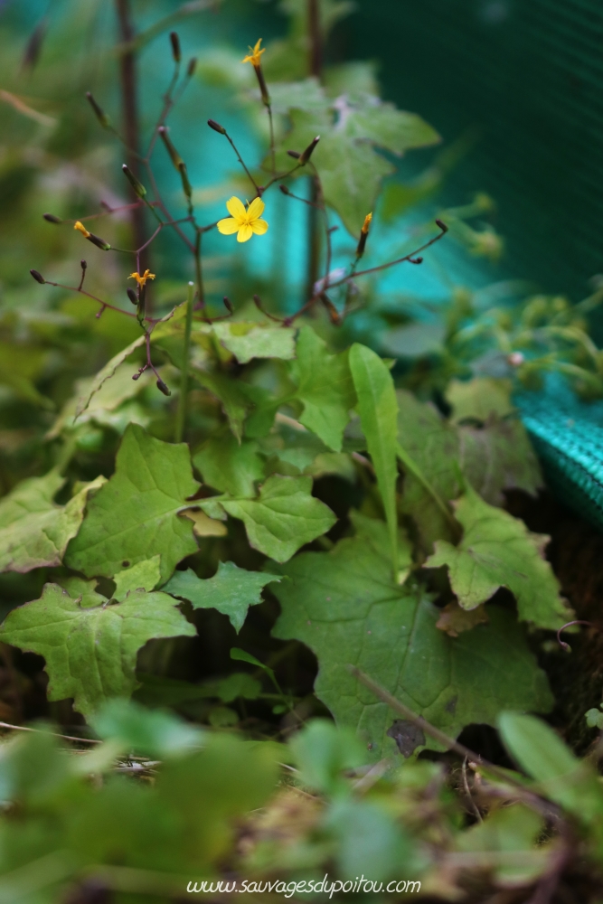 Lactuca muralis, Laitue des murailles, Poitiers sous Blossac