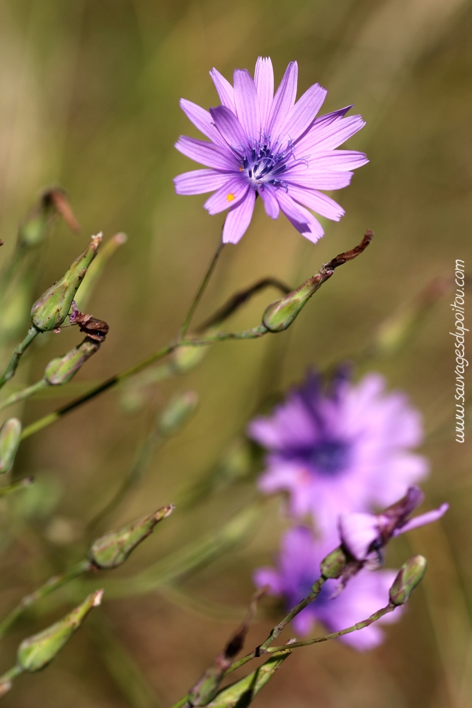 Lactuca perennis, Laitue vivace, Chezeau (86)