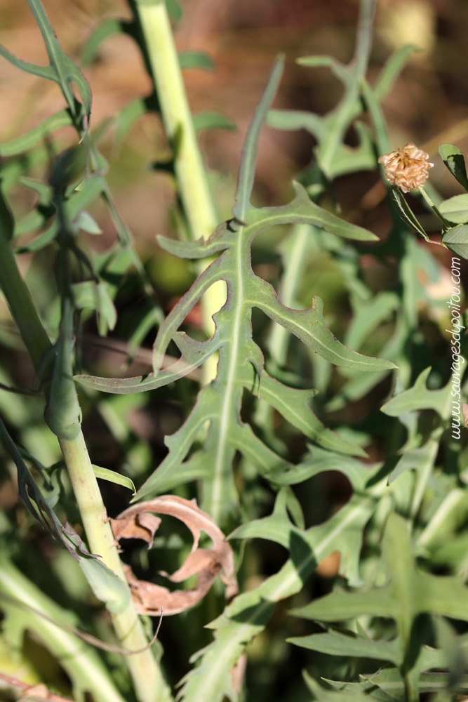 Lactuca perennis, Laitue vivace, Chezeau (86)