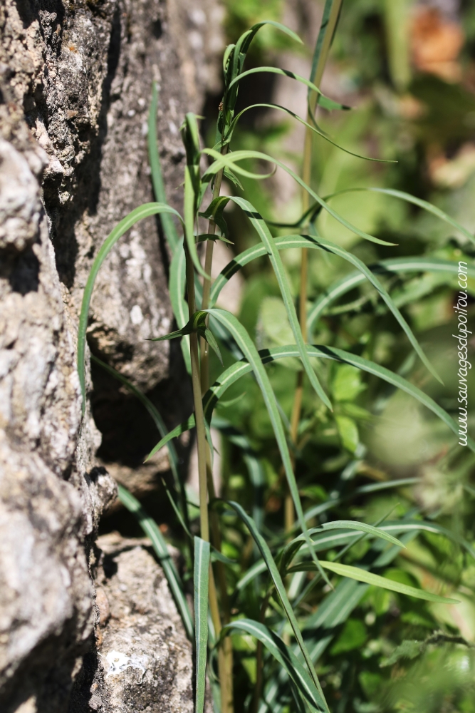 Lactuca saligna, Laitue à feuilles de saule, Poitiers sous Blossac