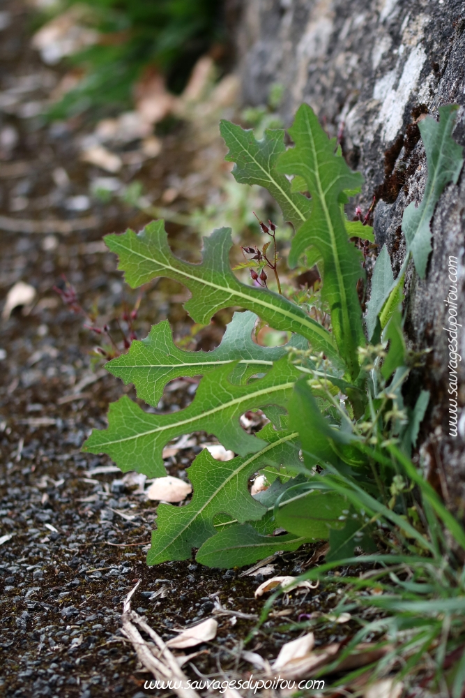 Lactuca serriola, Laitue scariole, Poitiers bords de Boivre