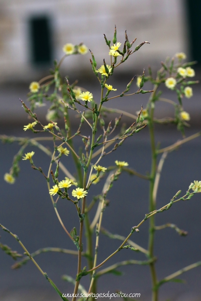 Lactuca serriola, Laitue scariole, Poitiers quartier gare