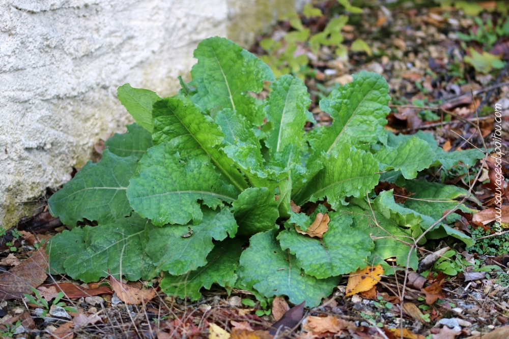 Lactuca serriola, Laitue scariole, Poitiers quartier Chilvert
