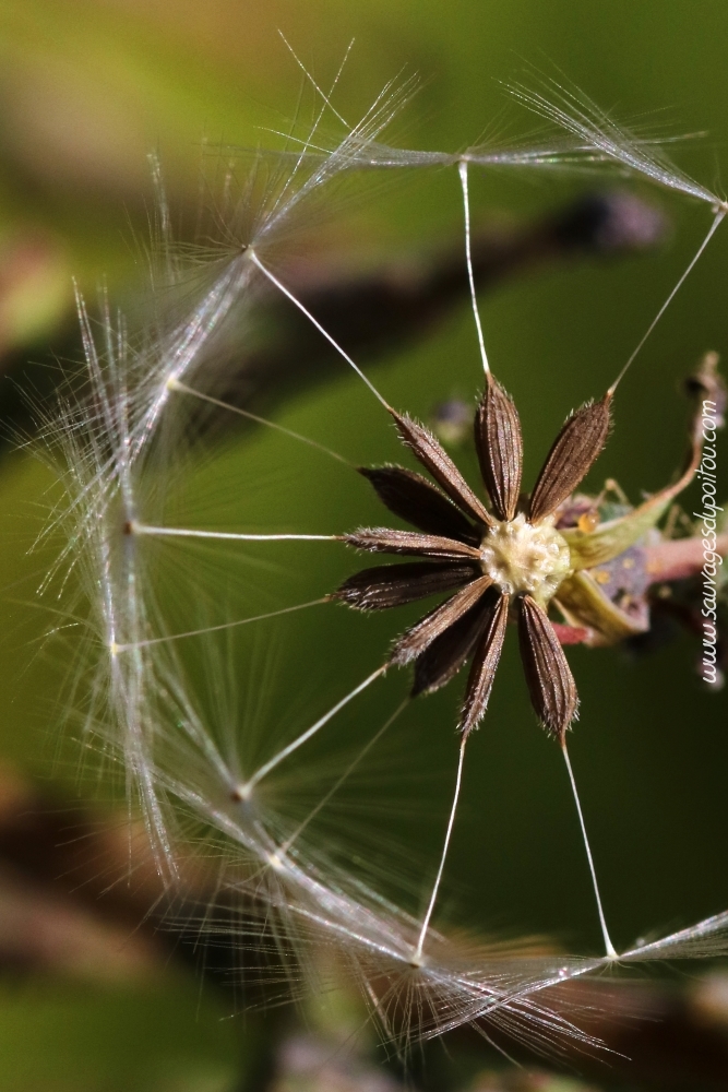 Lactuca serriola, Laitue scariole, Poitiers quartier gare