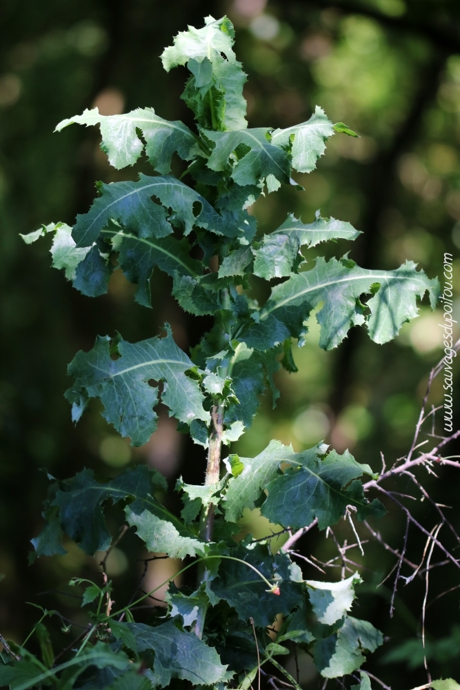 Lactuca virosa, Laitue vireuse, Poitiers bords de Boivre