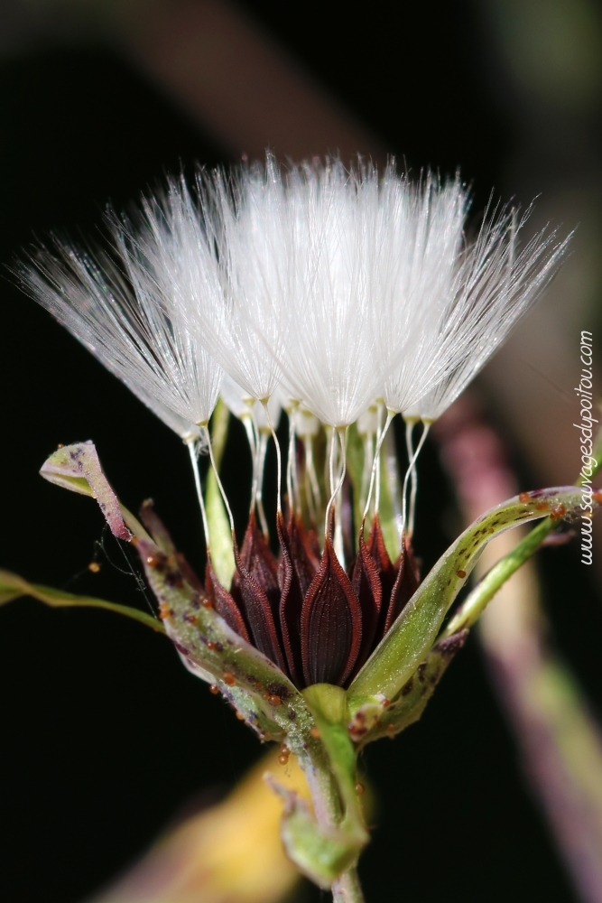 Lactuca virosa, Laitue vireuse, Poitiers bords de Boivre