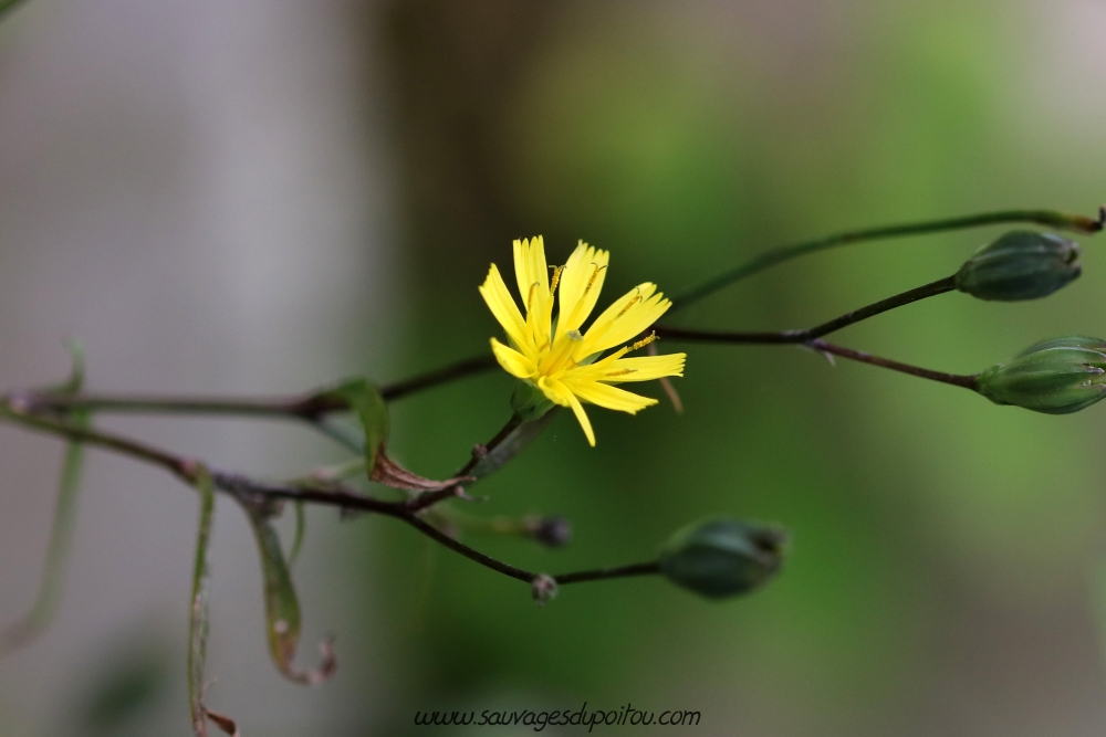 Lapsana communis, Lampsane commune, Poitiers bords de Boivre