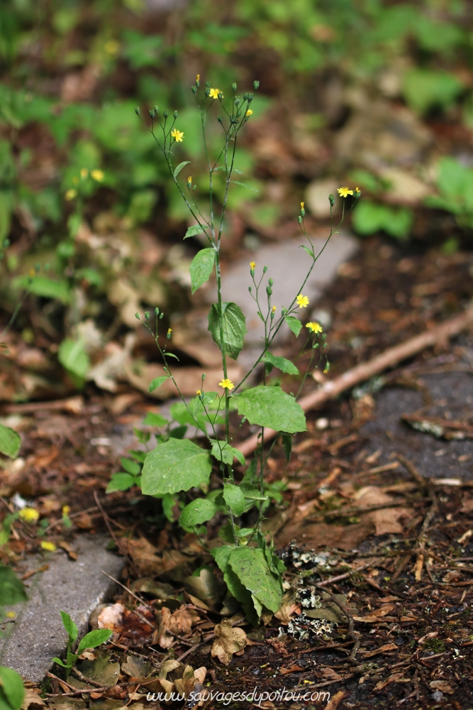 Lapsana communis, Lampsane commune, Poitiers bords de Boivre