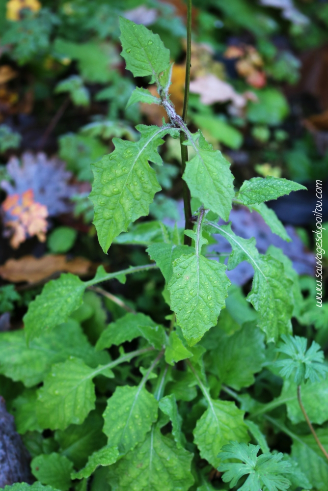 Lapsana communis, Lampsane commune, Poitiers bords de Boivre