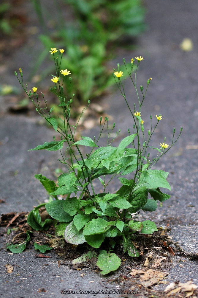 Lapsana communis, Lampsane commune, Poitiers quartier gare