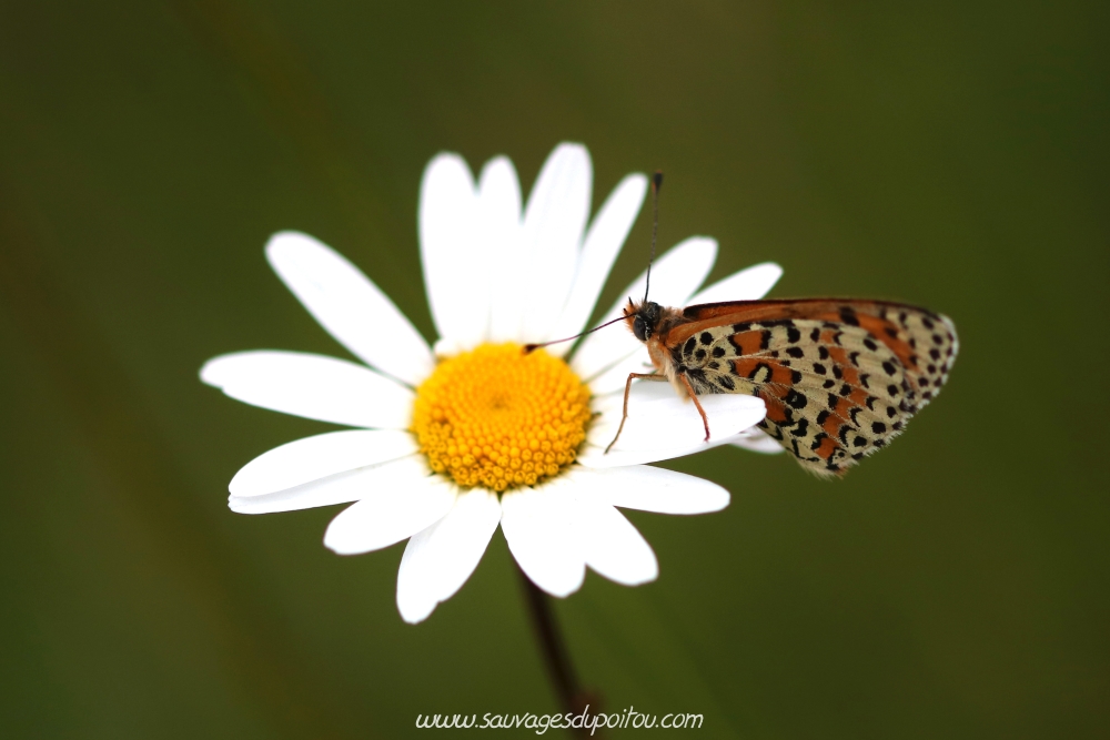 Leucanthemum vulgare, Marguerite commune, Biard (86)