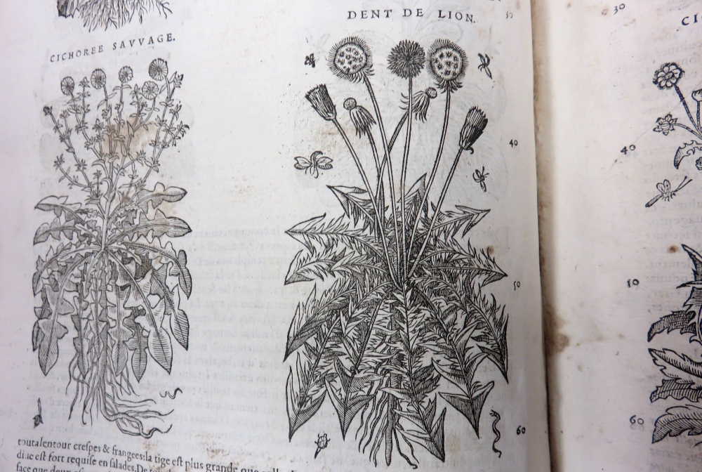 Taraxacum officinale, Matthiole, 1566