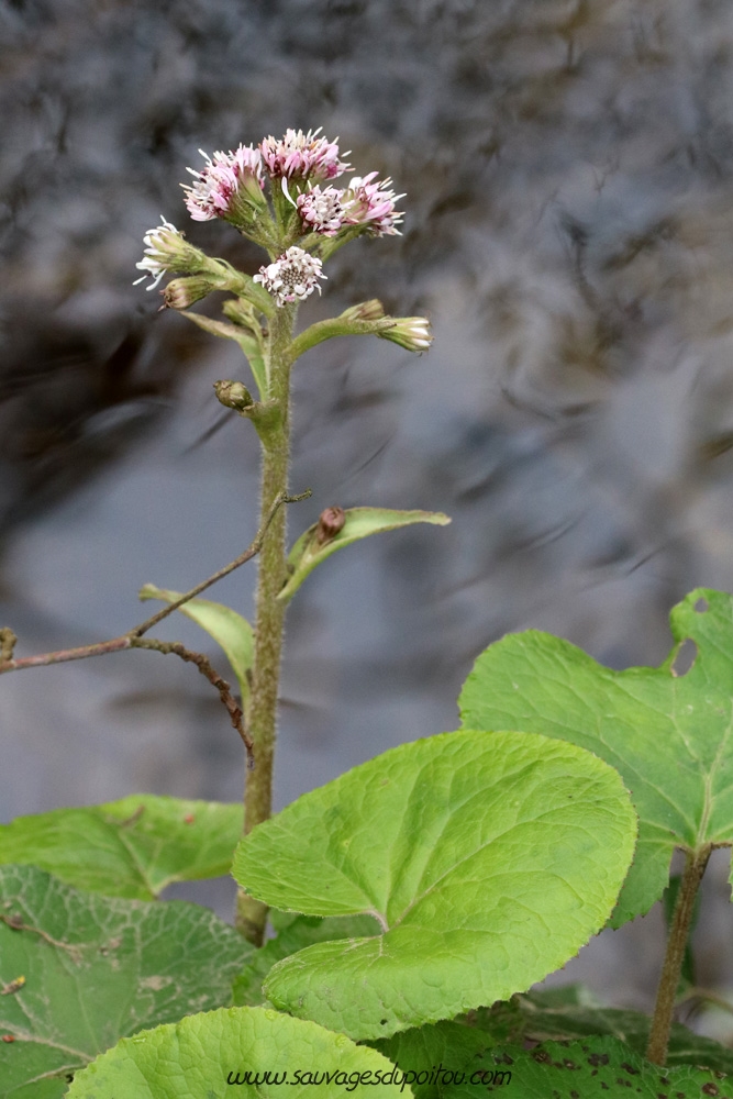 Petasites pyrenaicus (syn. Petasites fragrans ou Tussilago fragrans), Pétasite odorant, Poitiers bords de Clain