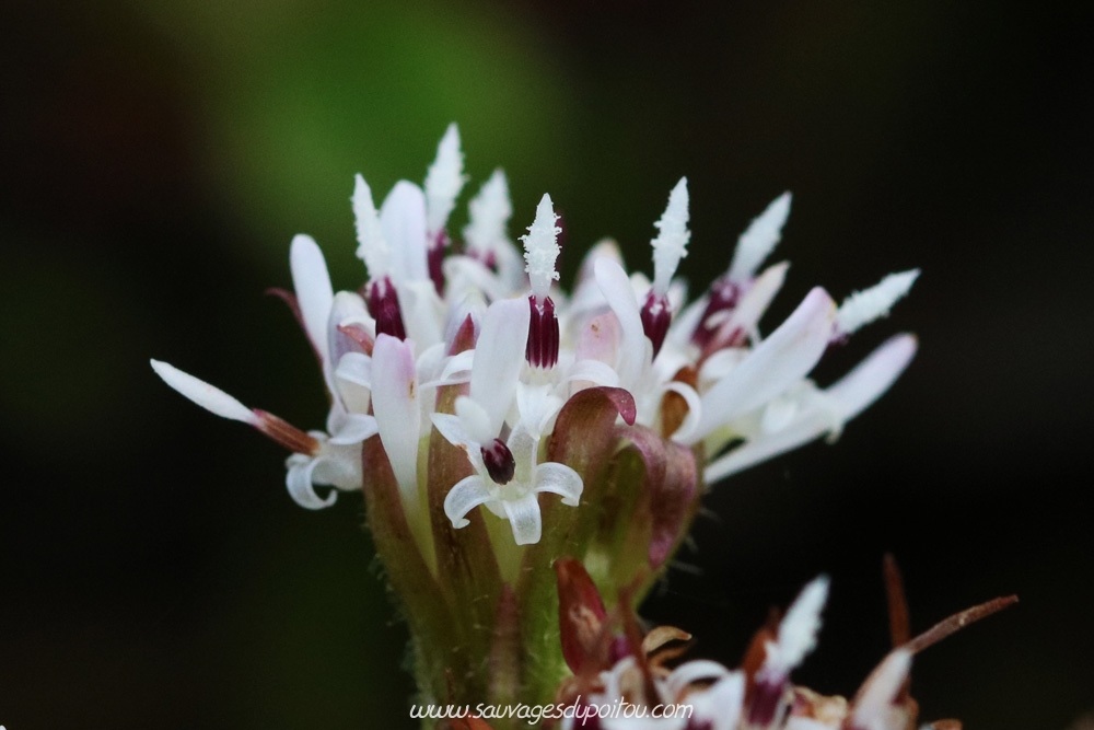 Petasites pyrenaicus, Pétasite odorant, Poitiers bords de Boivre