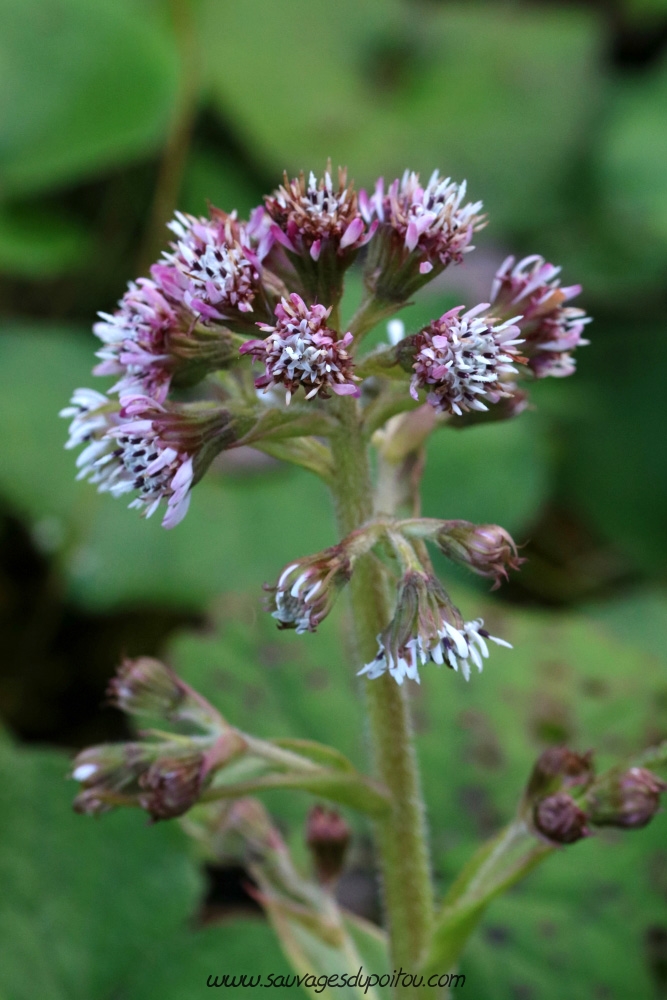 Petasites pyrenaicus, Pétasite odorant, Poitiers bords de Boivre