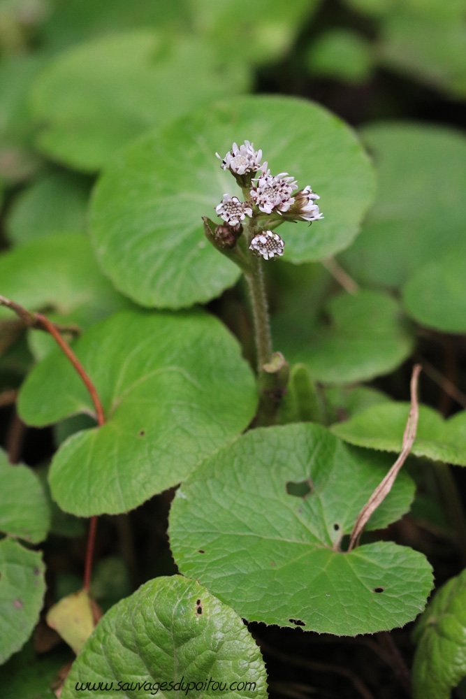 Petasites pyrenaicus, Pétasite odorant, Poitiers bords de Clain