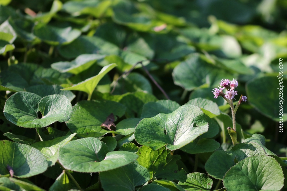 Petasites pyrenaicus, Pétasite odorant, Poitiers bords de Clain