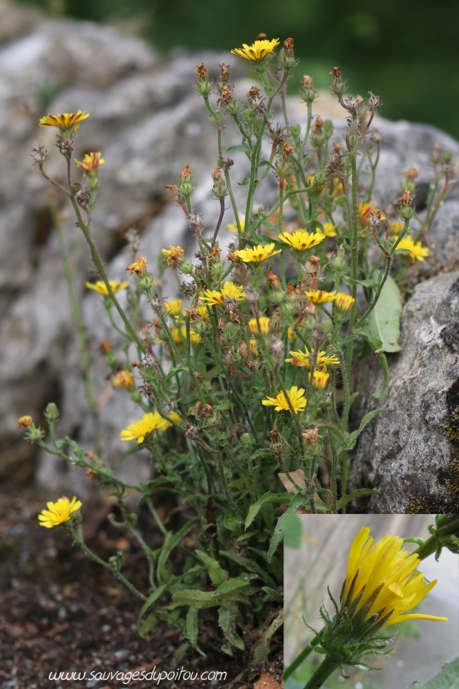 Picris hieracioides, Picride éperviaire, Poitiers bords de Boivre