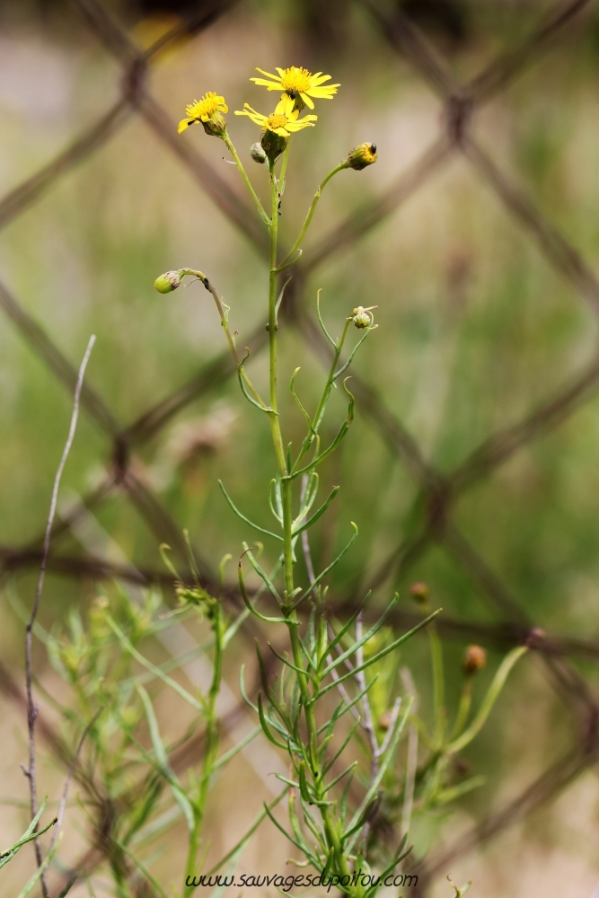 Senecio inaequidens, Séneçon du Cap, Poitiers gare