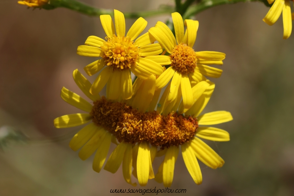 Jacobaea vulgaris, Herbe de saint Jacques (Fasciation), Biard (86)