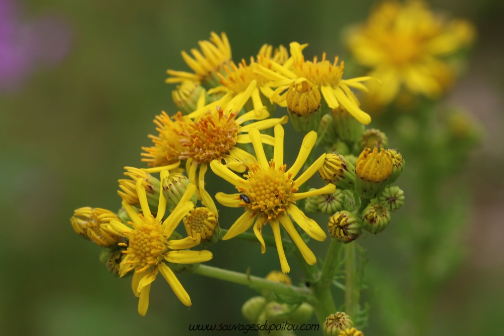 Jacobaea vulgaris, Herbe de saint Jacques, Poitiers bords de Boivre