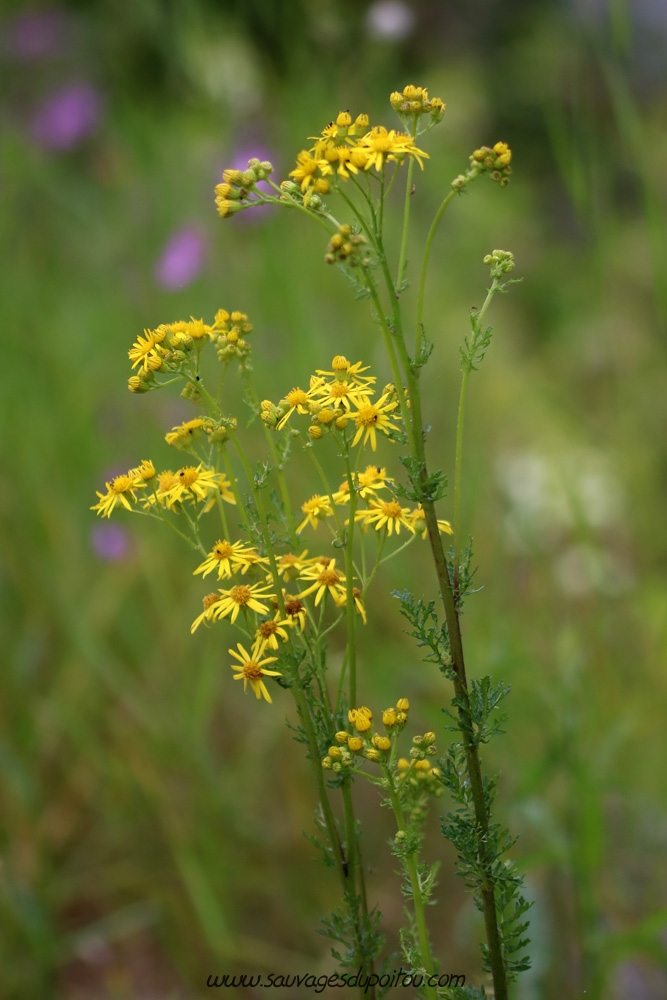 Jacobaea vulgaris, Herbe de saint Jacques, Poitiers bords de Boivre