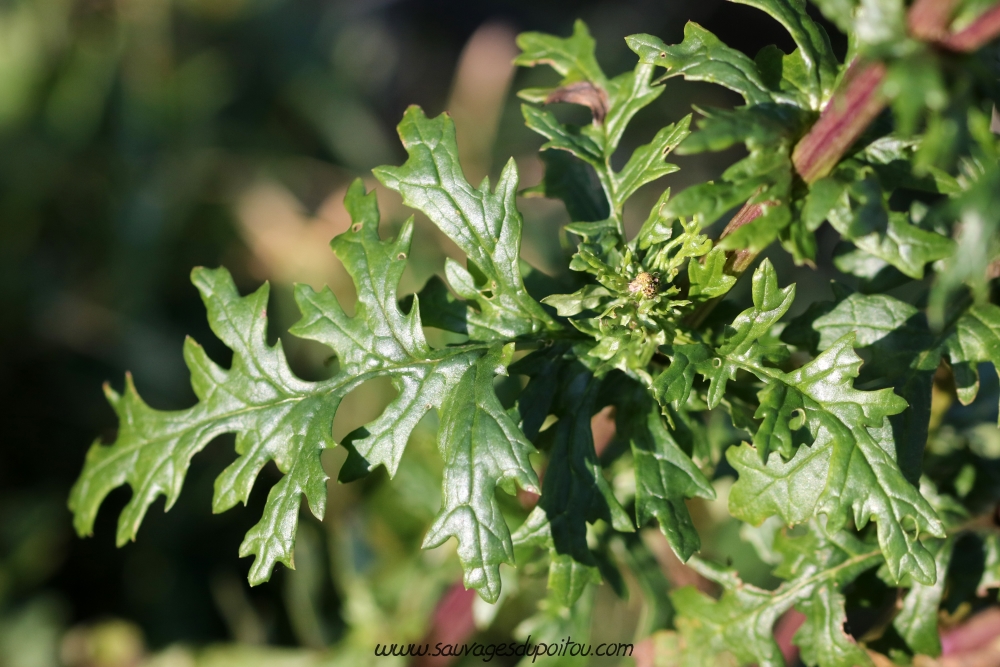 Jacobaea vulgaris, Herbe de saint Jacques, Poitiers bords de Boivre