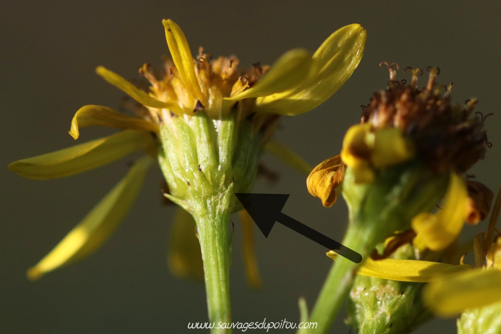 Jacobaea vulgaris, Herbe de saint Jacques, Poitiers bords de Boivre