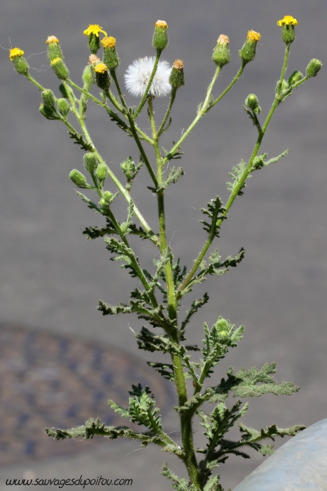 Senecio viscosus, Séneçon visqueux, Poitiers quatier gare