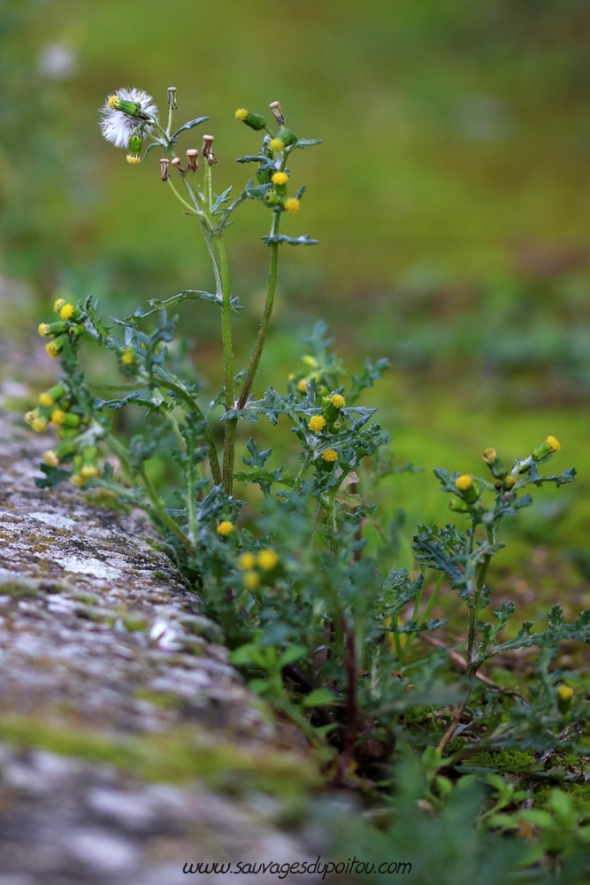 Senecio vulgaris, Séneçon commun, Poitiers quarteir Bellejouanne