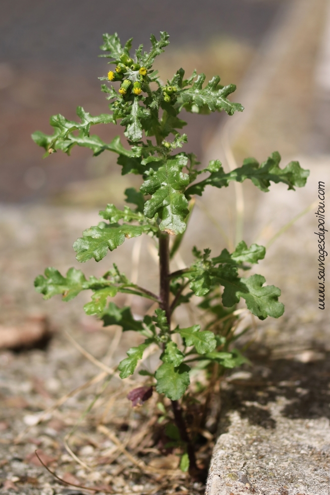 Senecio vulgaris, Séneçon commun, Poitiers porte de Paris