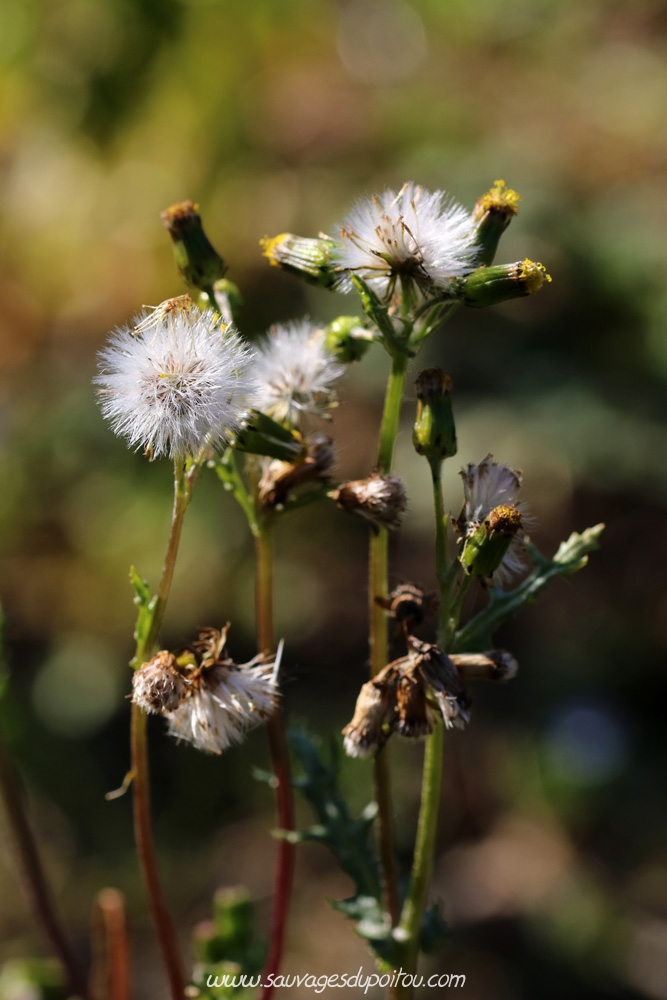 Senecio vulgaris, Séneçon commun, Poitiers bords de Clain