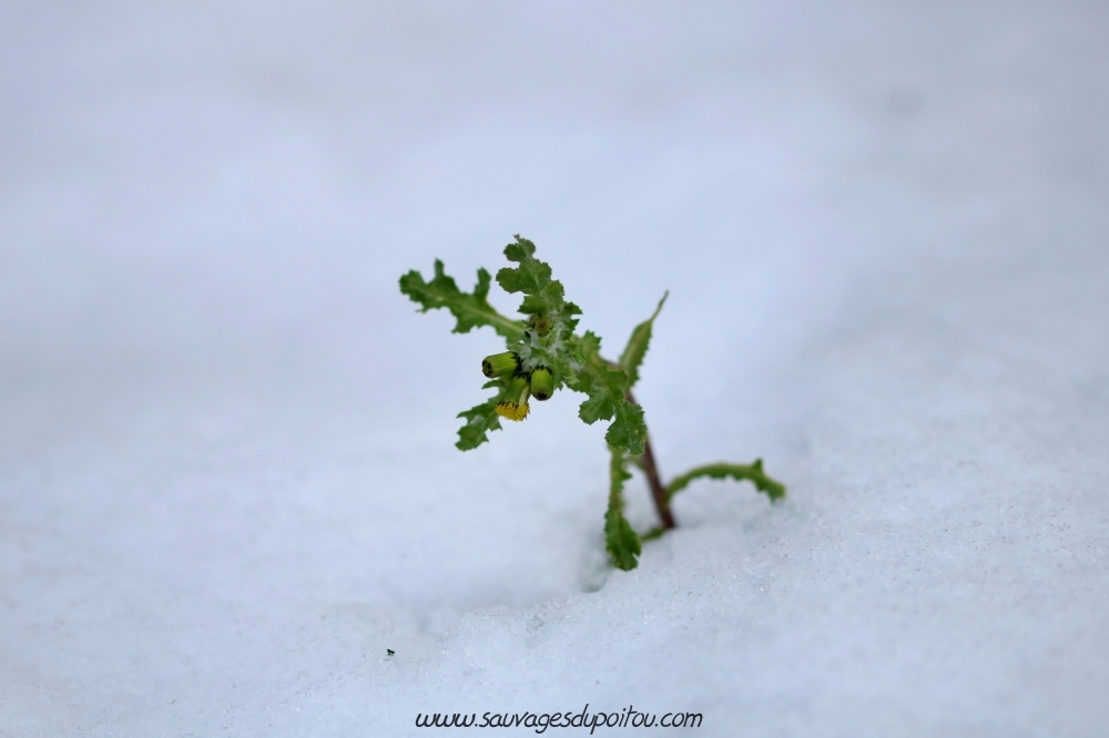 Senecio vulgaris, Séneçon commun, Poitiers Chilvert