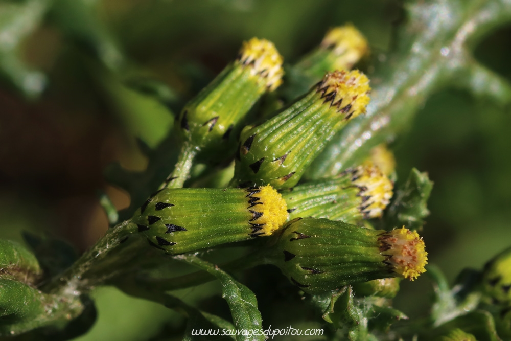 Senecio vulgaris, Séneçon commun, Poitiers quartier gare