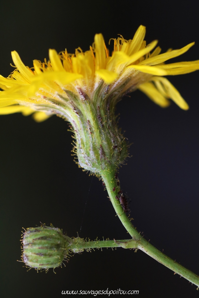 Sonchus arvensis, Laiteron des champs, Poitiers bords de Clain