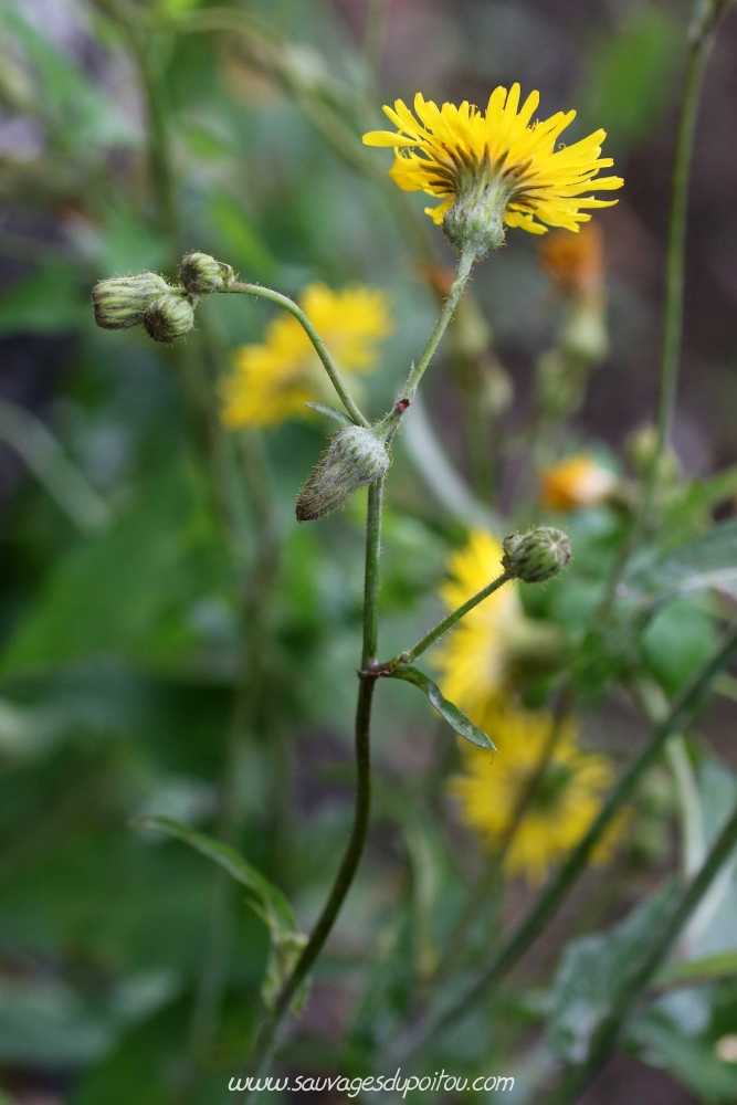 Sonchus arvensis, Laiteron des champs, Poitiers bords de Clain