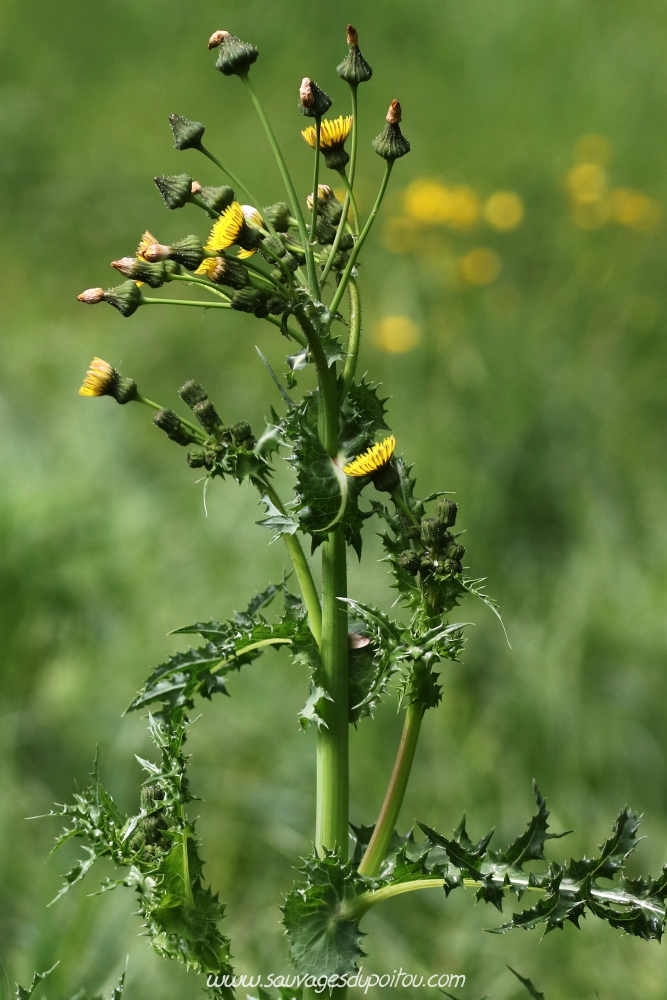 Sonchus asper, Laiteron épineux, Poitiers bords de Clain