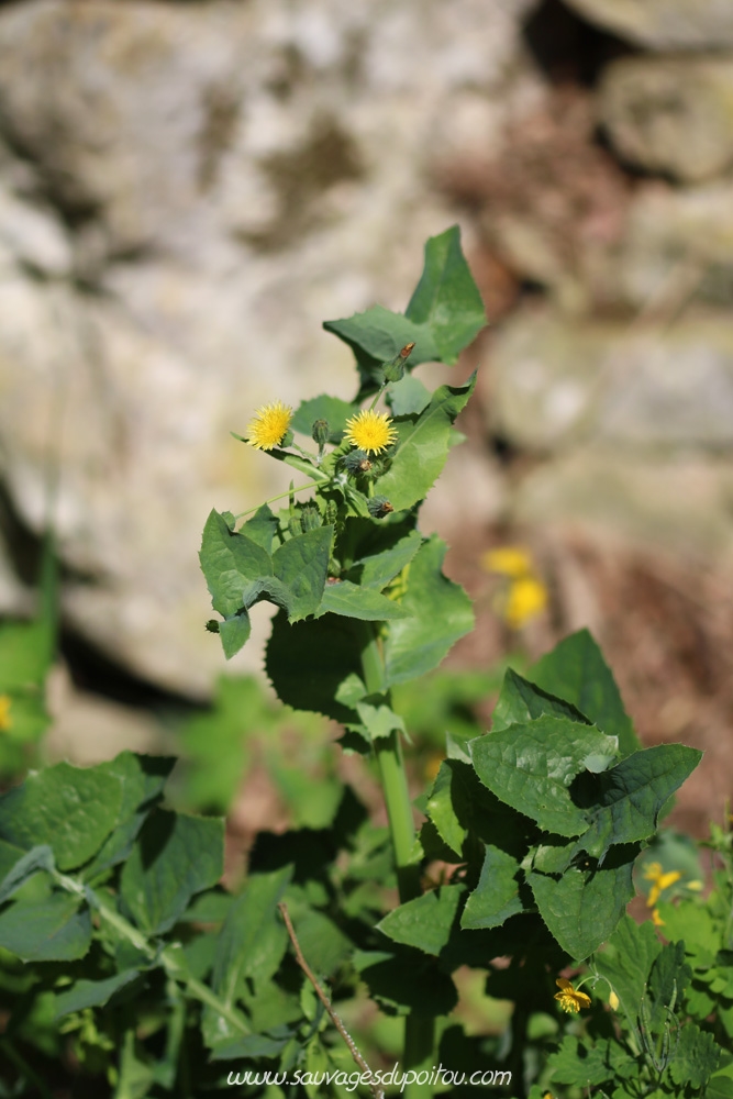 Sonchus oleraceus, Laiteron potager, Poitiers bords de Boivre