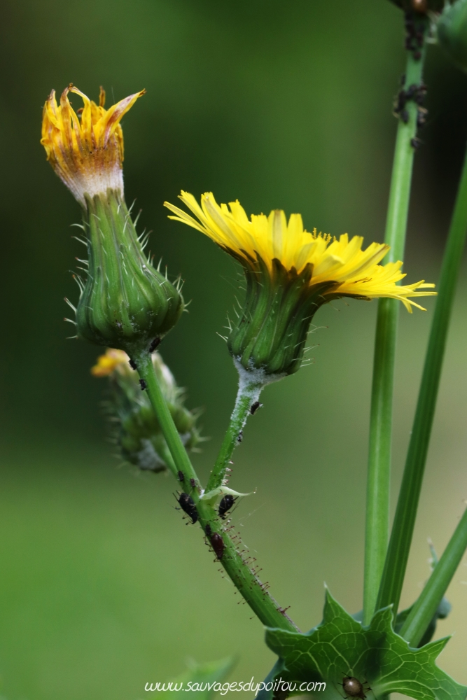 Sonchus oleraceus, Laiteron potager, Poitiers bords de Clain