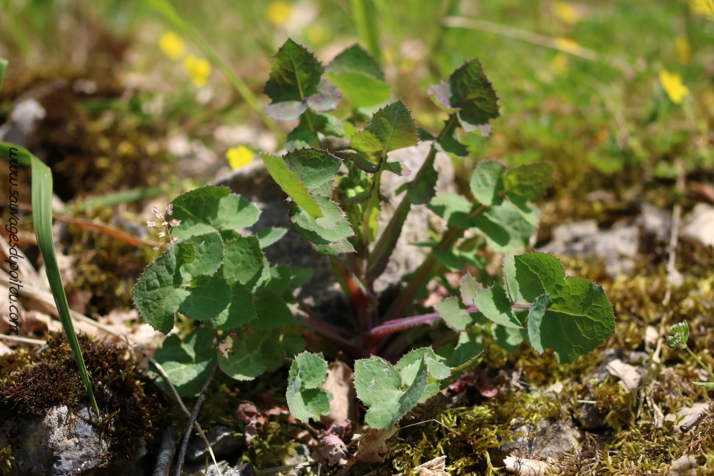 Sonchus oleraceus, Laiteron potager, Poitiers bords de ClainSonchus oleraceus, Laiteron potager, Poitiers bords de Boivre