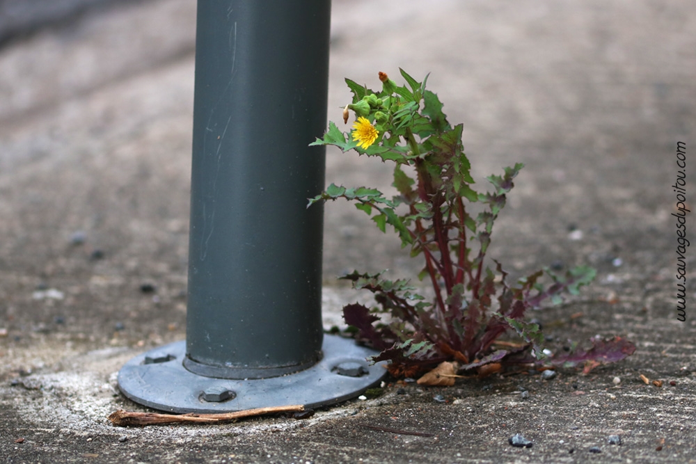 Sonchus oleraceus, Laiteron potager, Poitiers quartier gare