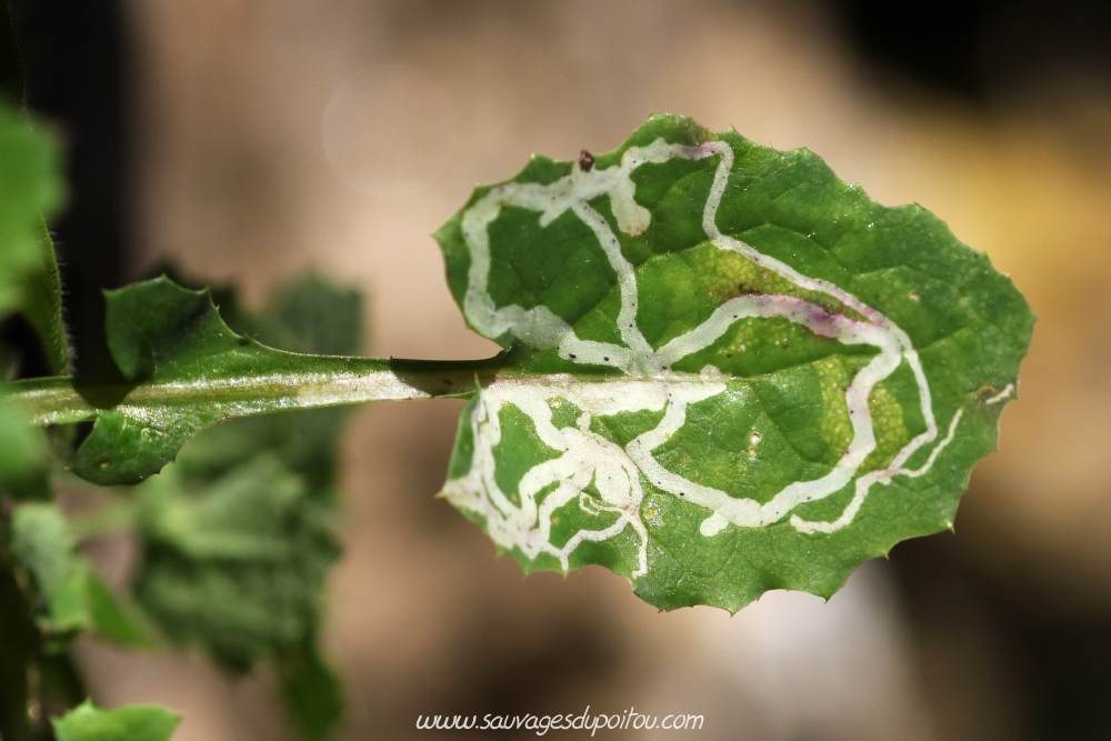 Sonchus oleraceus, Laiteron potager, Poitiers sous Blossac