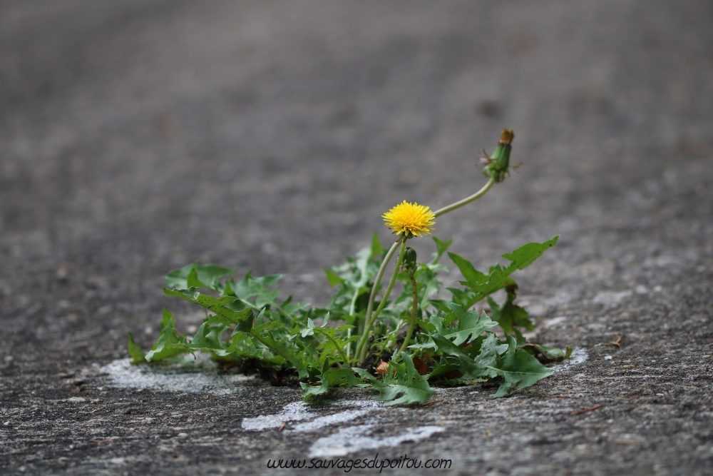 Taraxacum sect. Ruderalia, Pissenlit, Poitiers Porteau