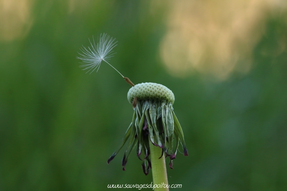 Taraxacum sect. Ruderalia, Pissenlit, Poitiers Chilvert