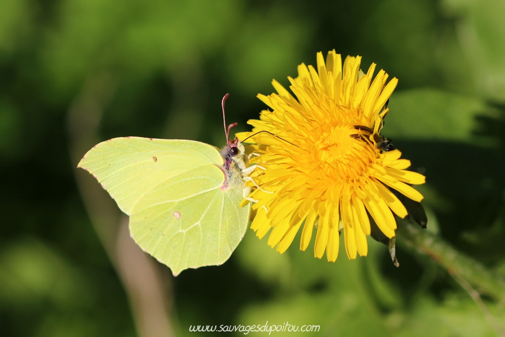 Gonepteryx rhamni sur Taraxacum sect. Ruderalia, Pissenlit, Poitiers bords de Boivre