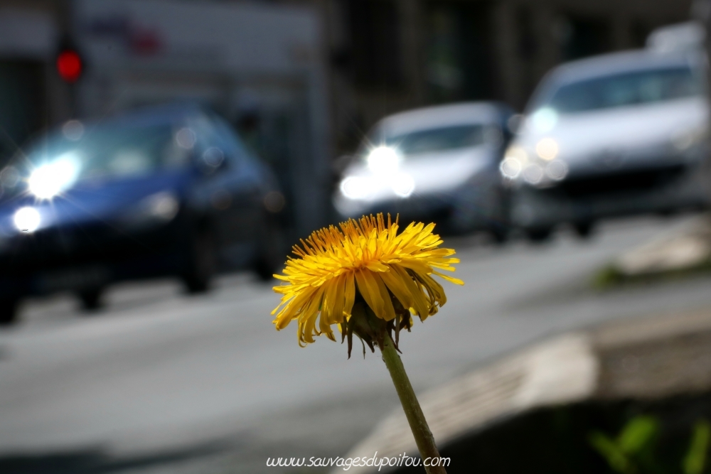 Taraxacum sect. Ruderalia, Pissenlit, Poitiers quartier gare