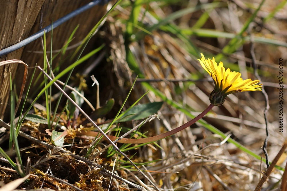 Taraxacum palustre, Pissenlit des marais, Montreuil-Bonnin 