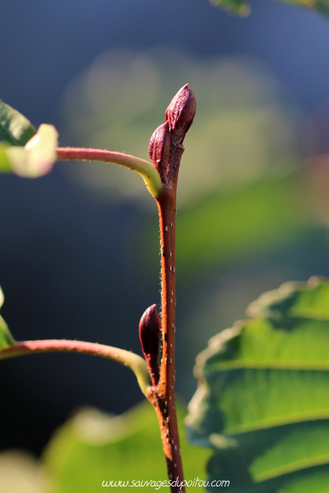 Alnus glutinosa, Aulne glutineux, Poitiers bords de Boivre