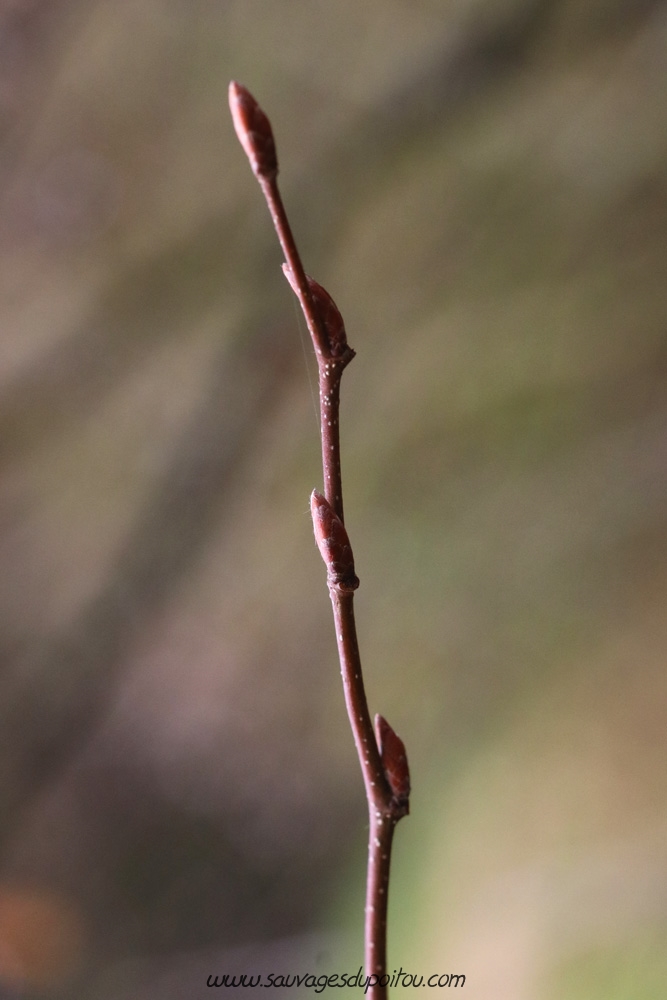 Carpinus betulus, Charme, Poitiers bords de Boivre